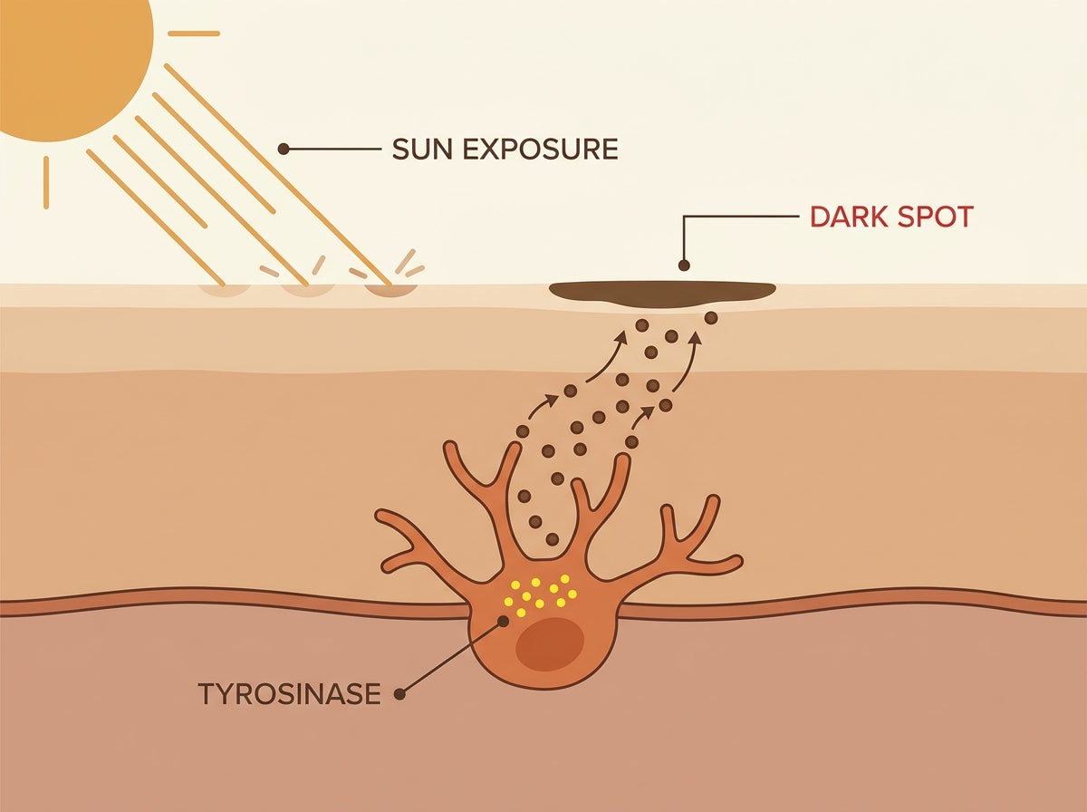 Melanocyte, tyrosinase and pigment travelling to the surface